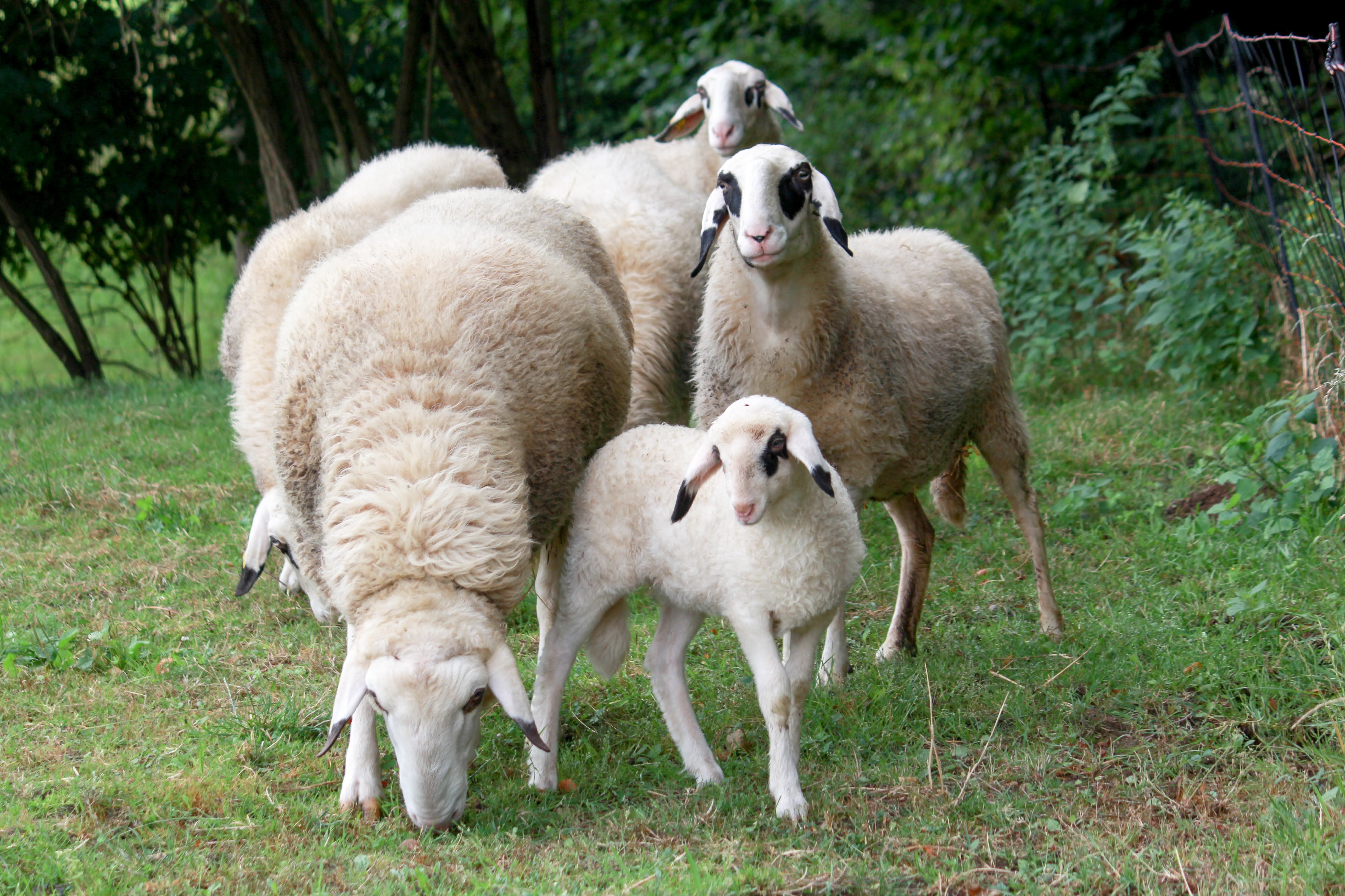 kaerntner-glasses sheep