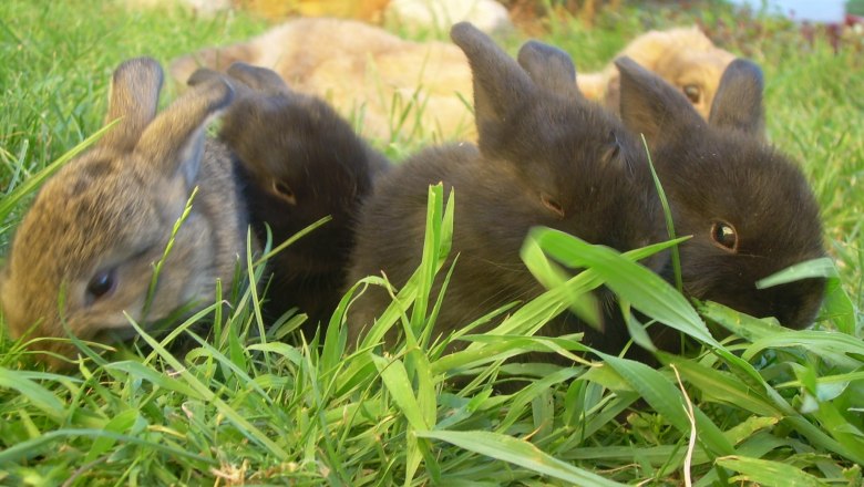 Several dwarf rabbits lying in the grass.