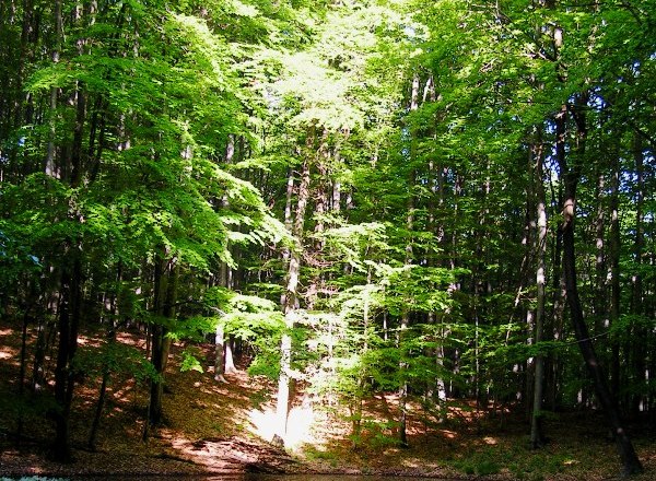 A sun-drenched forest with a small pond in the foreground.