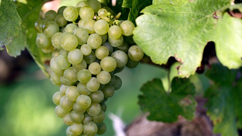 Close-up of a green bunch of grapes on a vine with green leaves.
