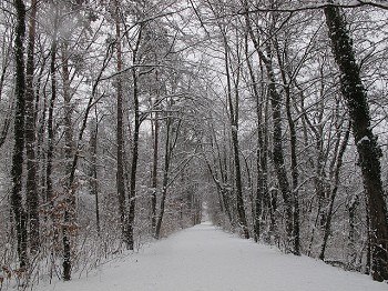The Vienna Woods in winter, © Elfriede Kazda