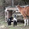A llama and two goats stand in front of a wooden shelter with hay.