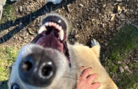 Smile on four paws, © Huskystadl