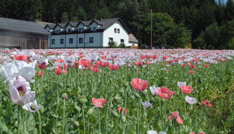 Organic farm with poppy field, © Biohof Stark Organic farm with poppy field, © Biohof Stark