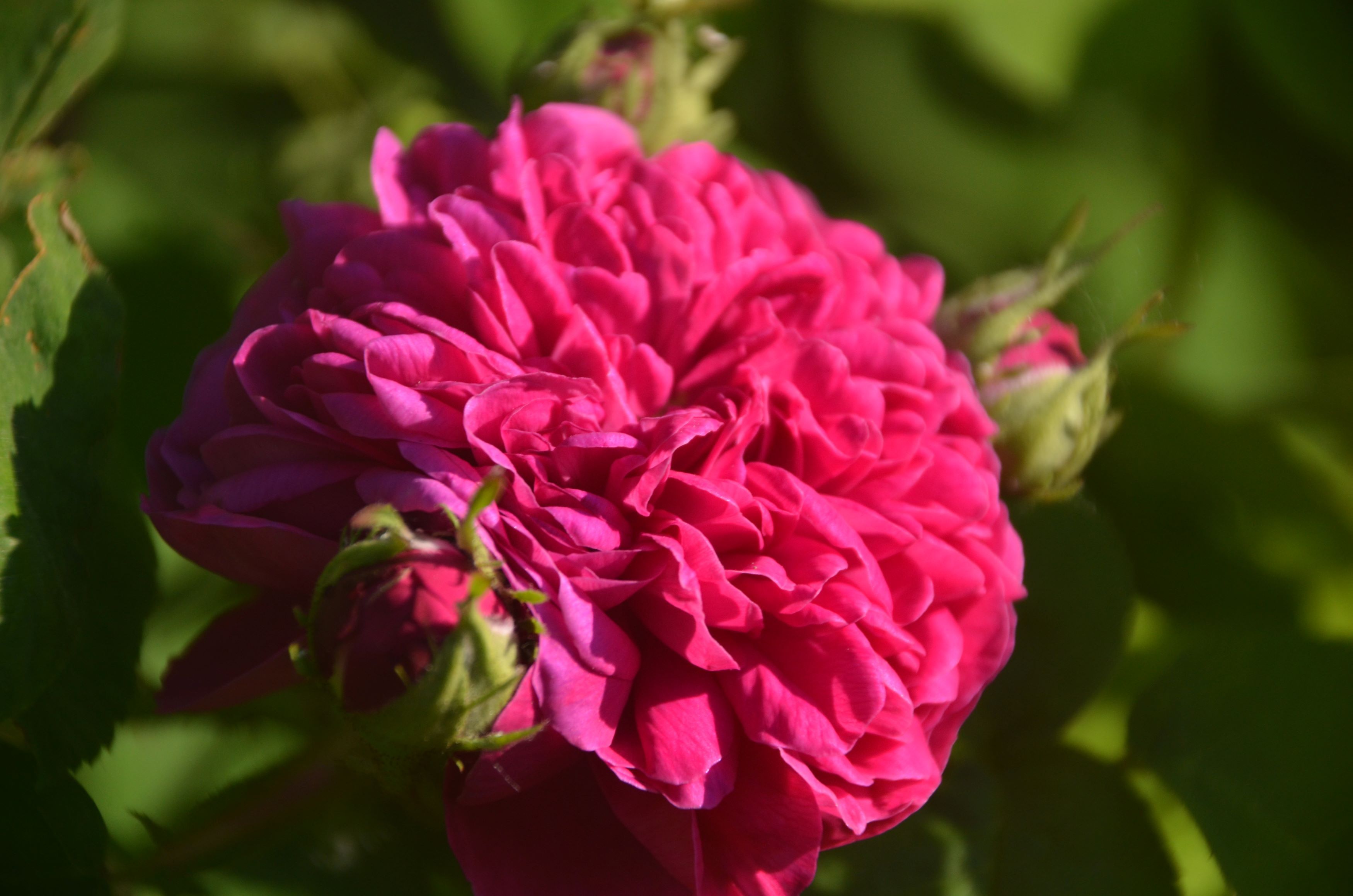 Close-up of a pink rose blossom with green leaves in the background.