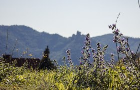 Purple meadow flowers bloom amidst the rolling hills, adding a touch of magic to the landscape. The clear air and the majestic mountains in the background make for unforgettable hikes. Here, where nature shines in all its glory, every visitor will find their own personal paradise.