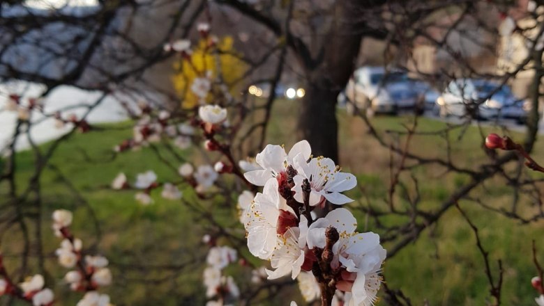 Apricot blossom, &copy; G&auml;stezimmer Rolea