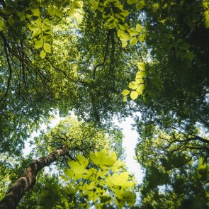 The leafy canopies of the Vienna Woods., © Wienerwald Tourismus/Louis Geister