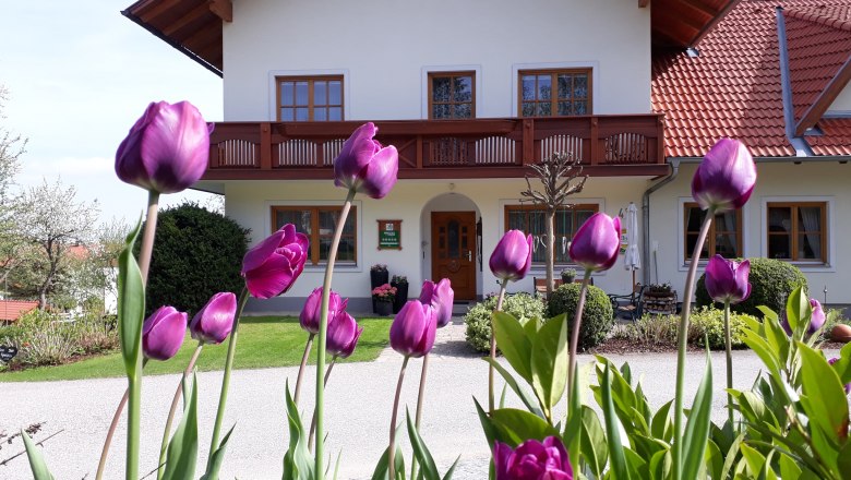 Farmhouse with purple tulips in the foreground.