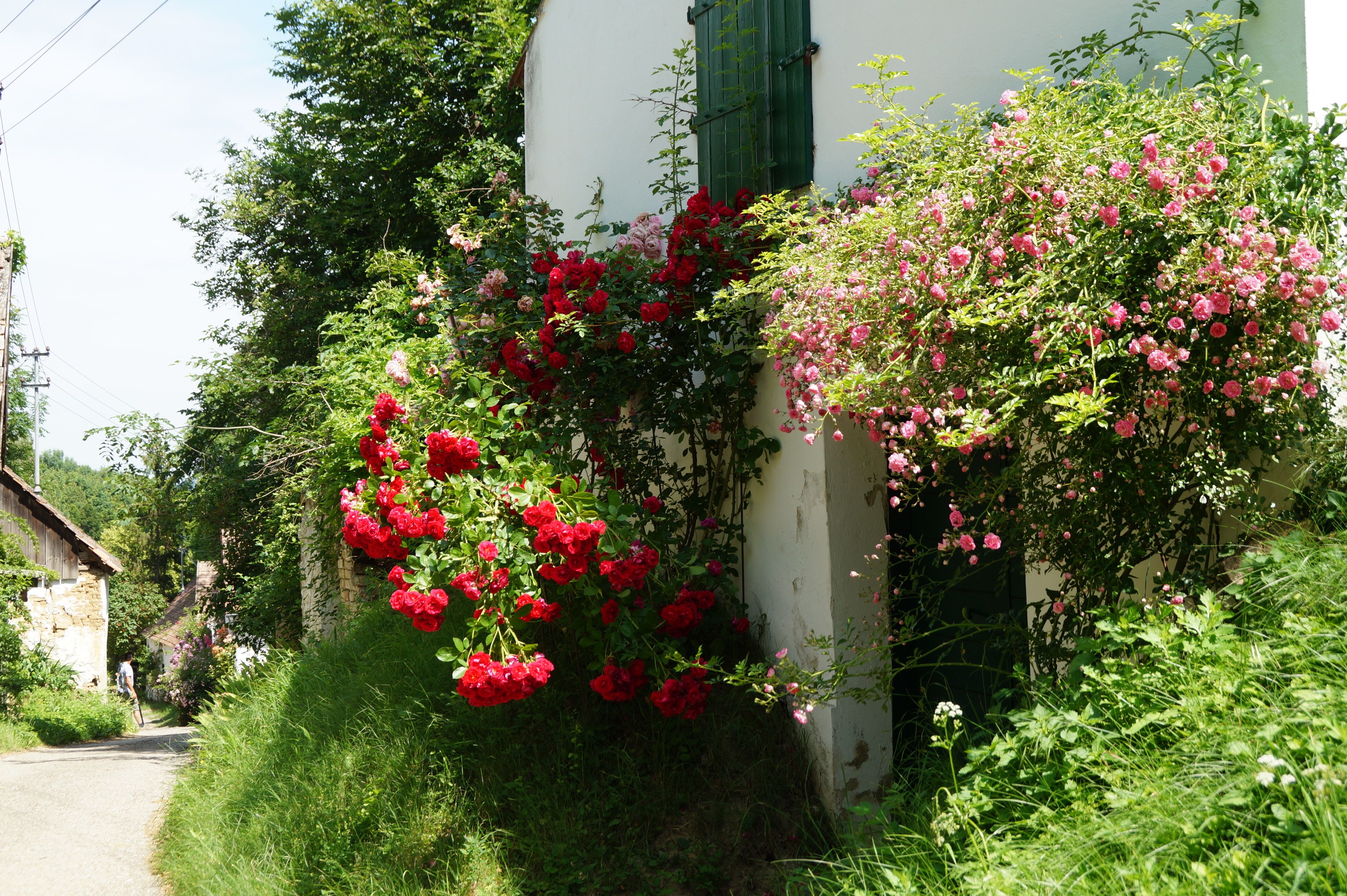 A narrow path with blooming red and pink roses by a white building.