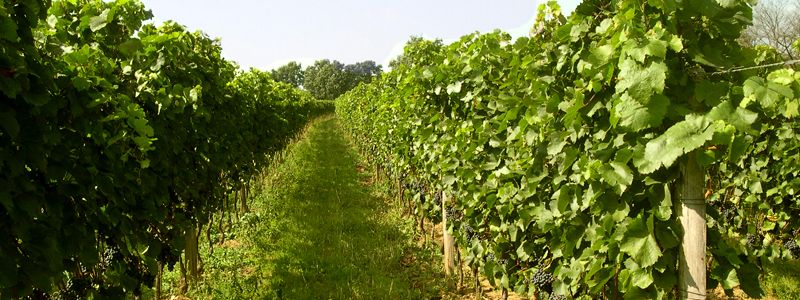 Rows of green vines in a vineyard.