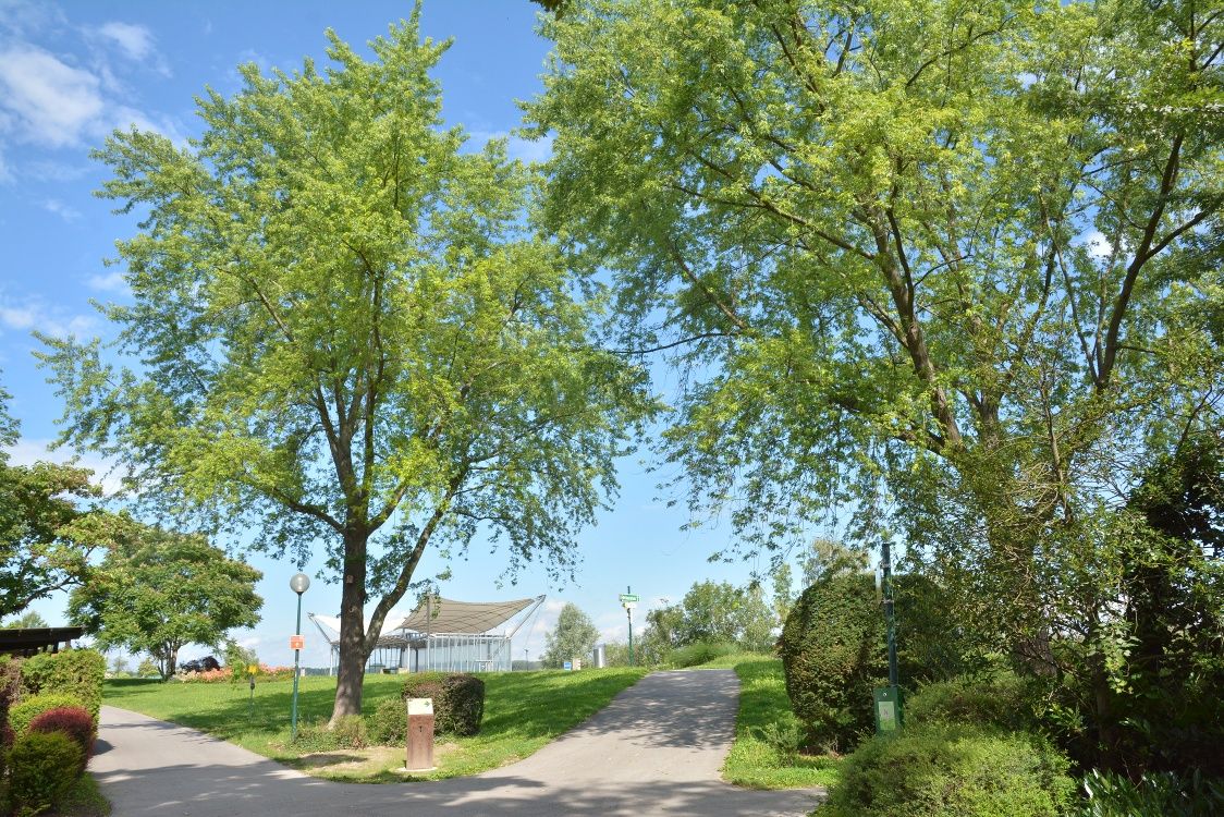 Two large trees stand on a path in a park with a blue sky in the background.