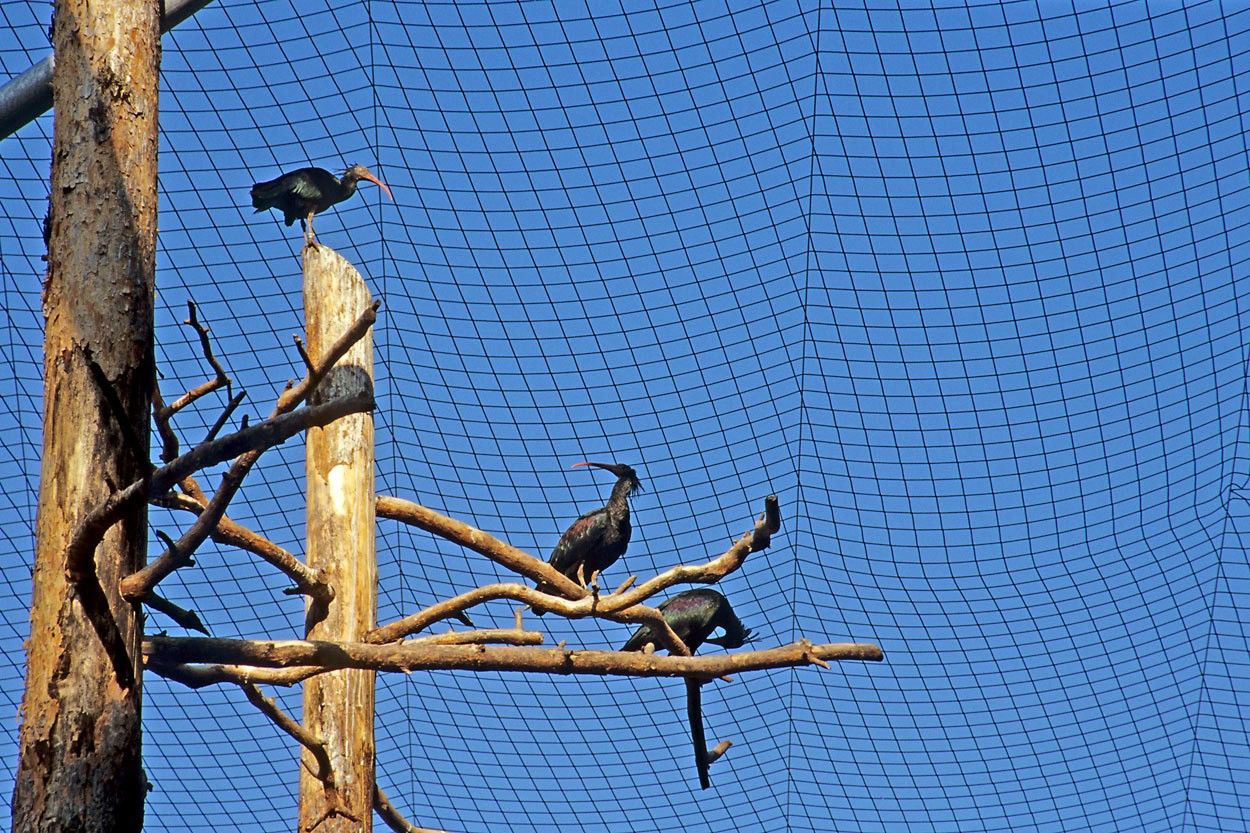 Three Northern Bald Ibises on branches in an enclosure with net cover.
