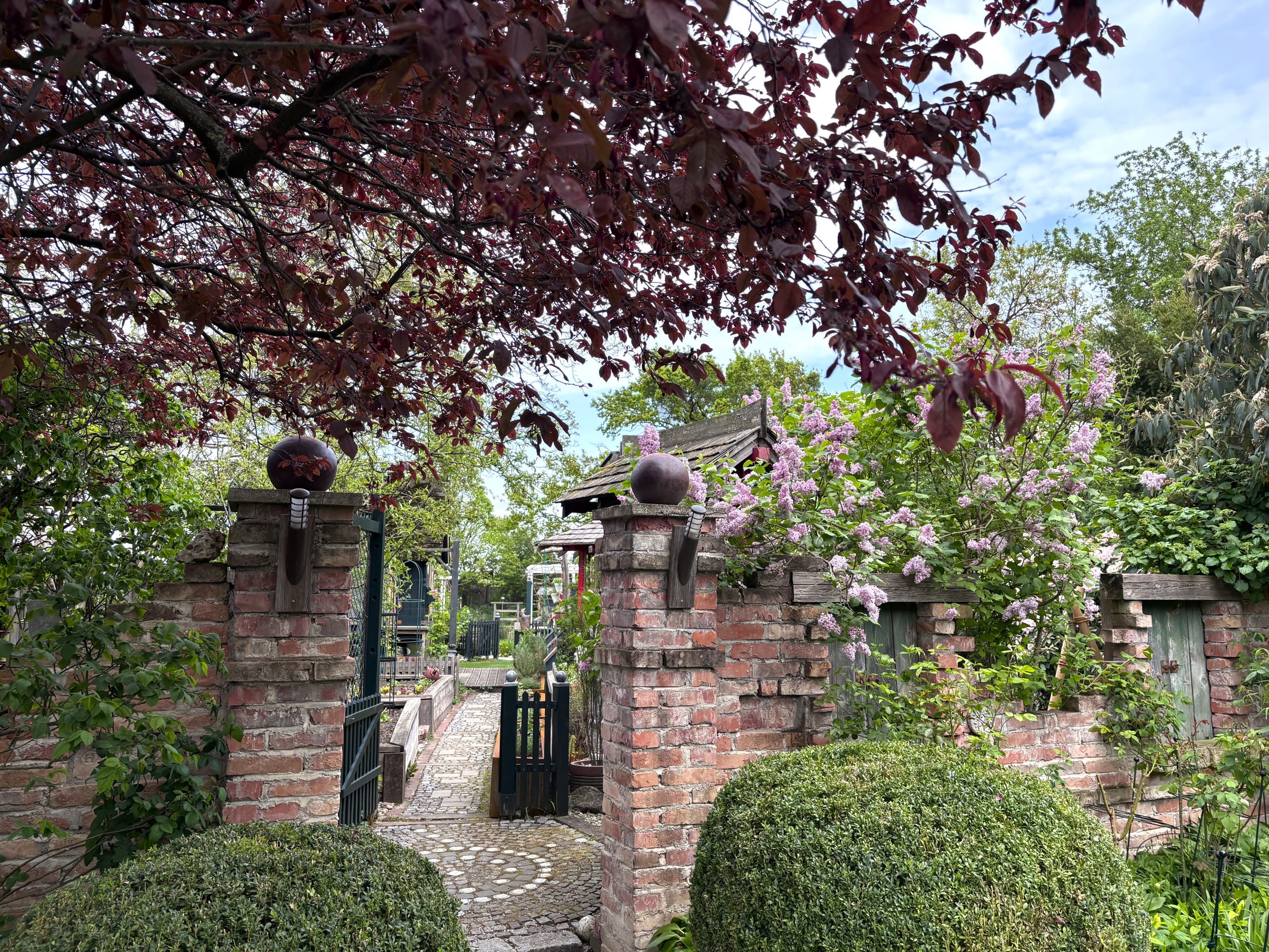 An idyllic garden with a brick wall, flowering lilac bushes and an archway under a tree with red leaves.