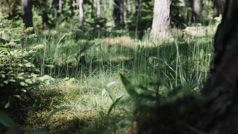 A dense forest with tall grass and trees in the sunlight.