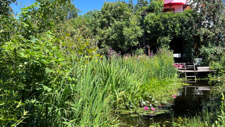 A lush garden with a pond, water lilies and a house in the background.