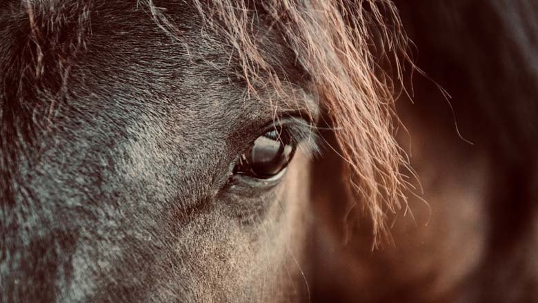 Horse moments, © Cornelia Ulrich