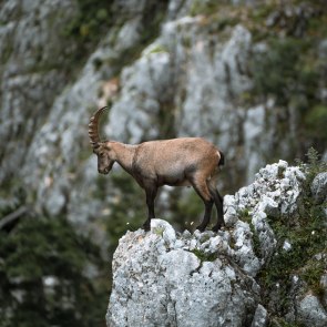 Alpine ibex on the Hohe Wand., © Niederösterreich Werbung/Christofer Kemperle