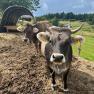 Two cows stand in front of a shelter on a farm, surrounded by green meadows and trees.