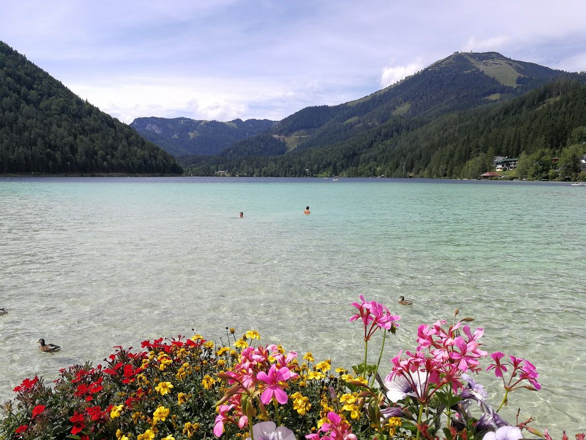 View of the Erlaufsee with flowers in the foreground, mountains in the background and ducks in the water.