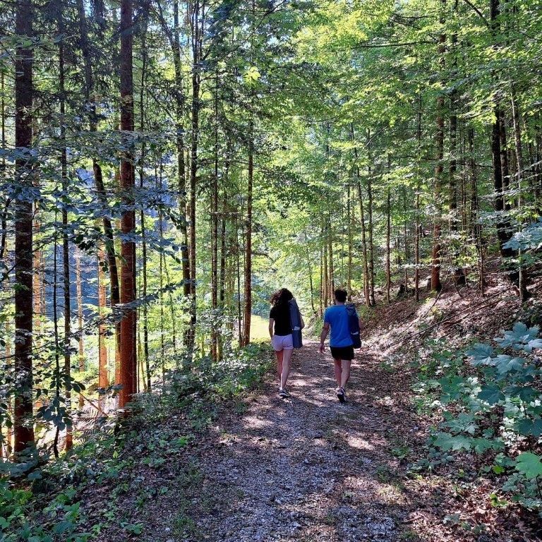 Forest bathing