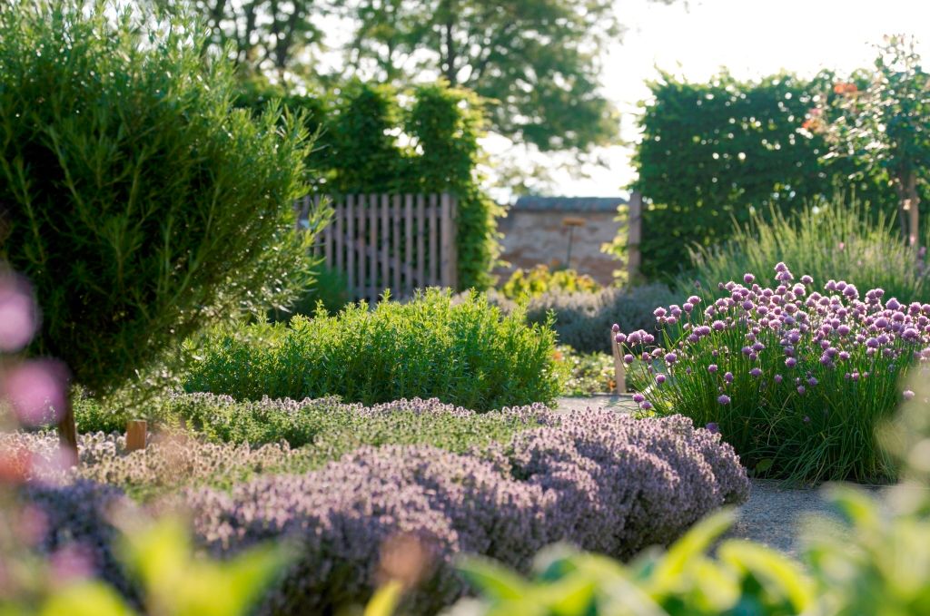 A well-tended herb garden with blooming lavender and chives in the foreground, surrounded by green hedges and trees.