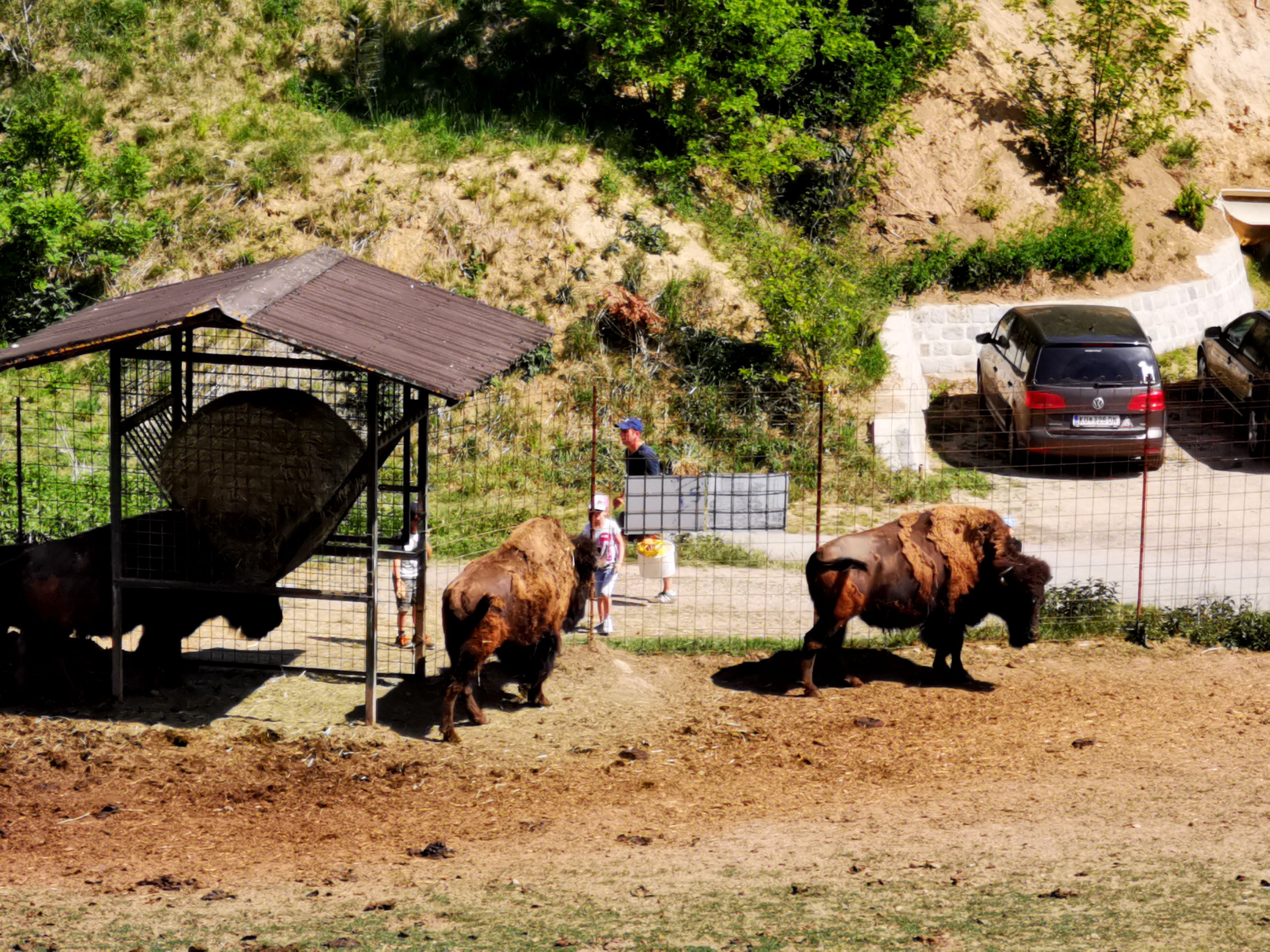 Bison in an enclosure with visitors and cars in the background.