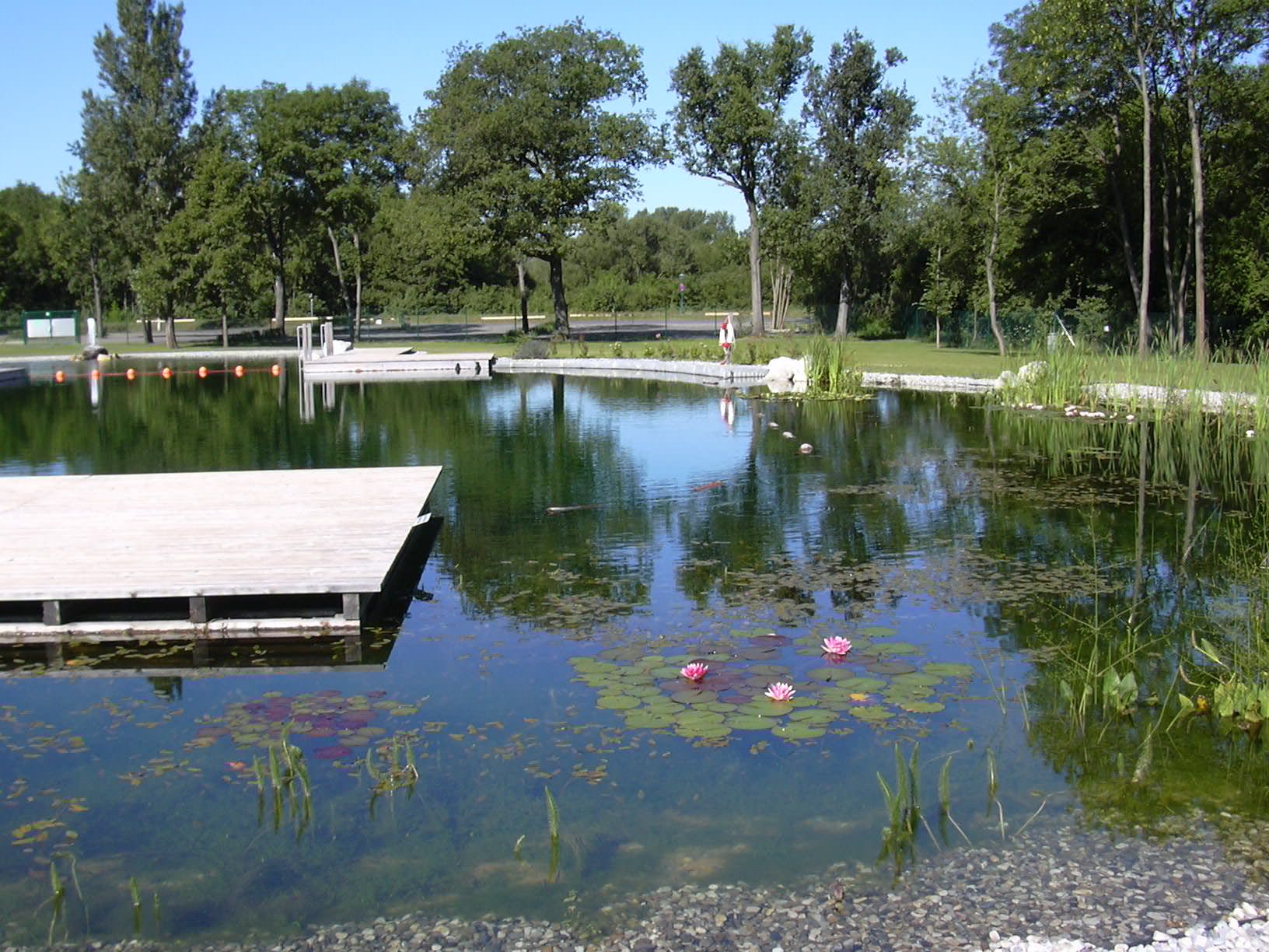 Natural swimming pond with wooden jetty and water lilies, surrounded by trees.