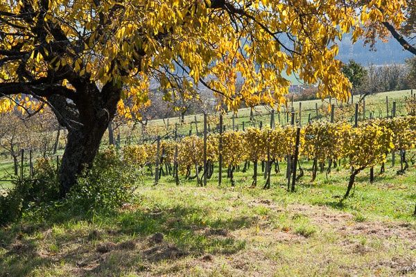 Rechnitz vineyard