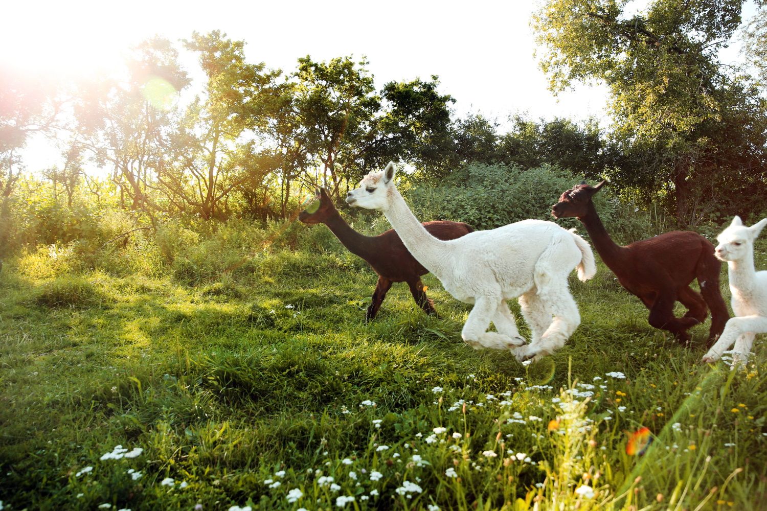 Alpacas