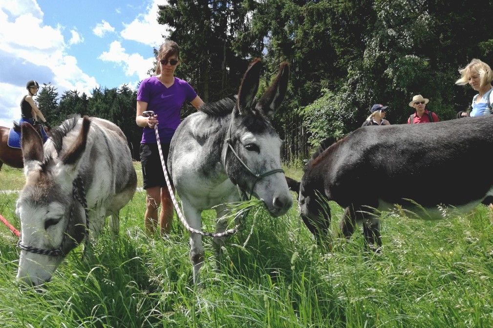 People walking with donkeys in a meadow.