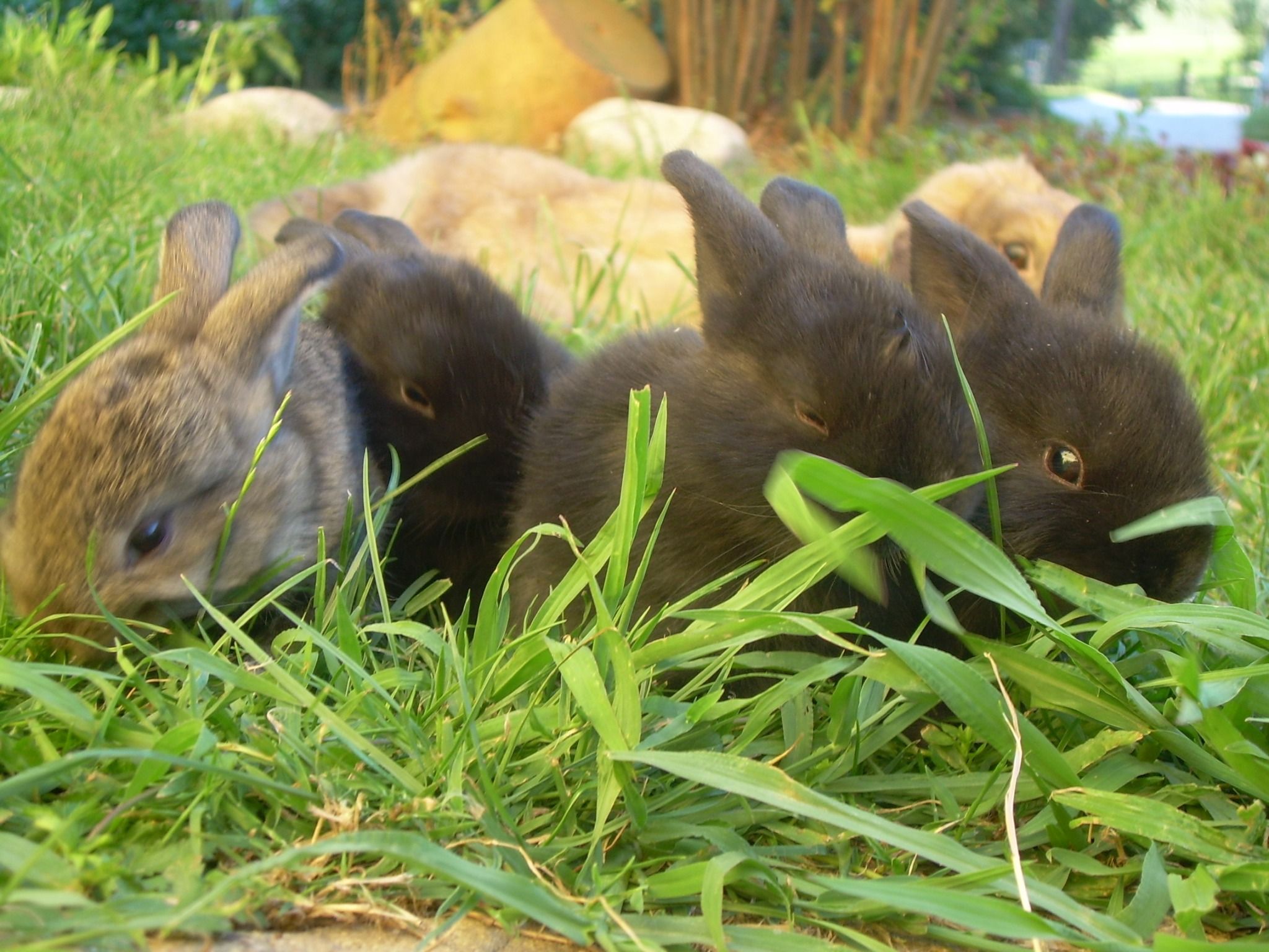 Several dwarf rabbits lying in the grass.