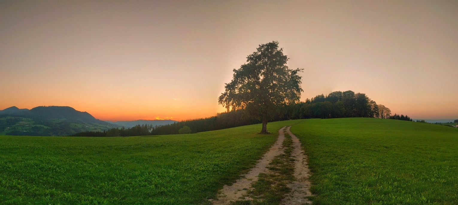 The lonely tree