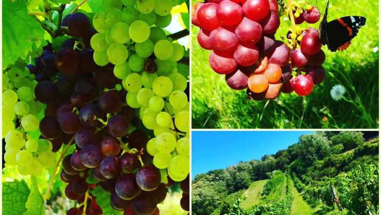 Niefergall winery Wolfsthal, collage with grapes and vineyard