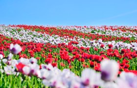 Mohnfeld, &copy; Waldviertel Tourismus, Robert Herbst