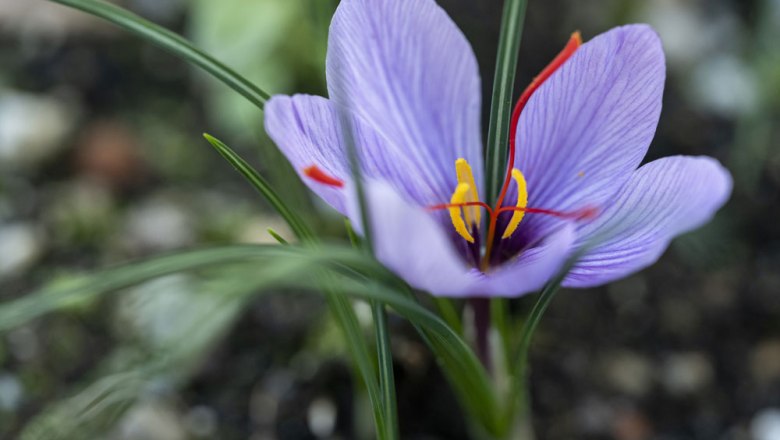 Close-up of a purple saffron flower with red stigmas and yellow stamens.