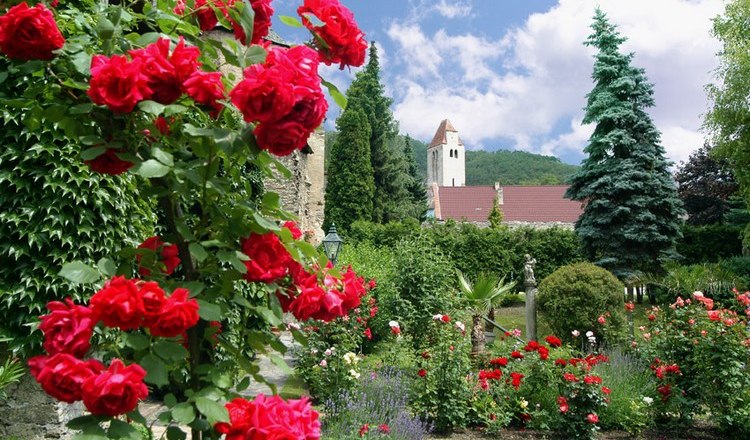 Red roses bloom in a monastery garden with a church in the background.