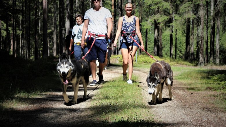 Husky hiking at the Huskyhof in the Waldviertel - Lower Austria, © Huskyhof Waldviertel