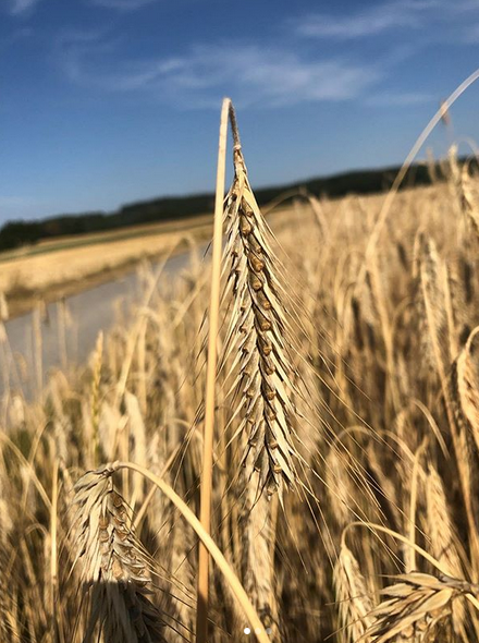 Close-up of a ripe rye field under a blue sky.