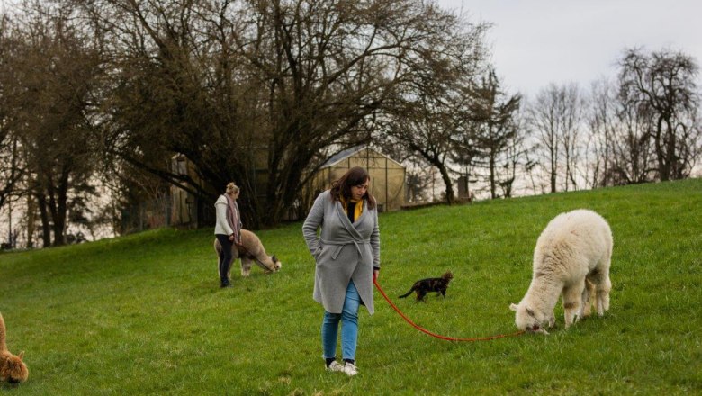 Seehof Alpacas, © Familie Kaufmann