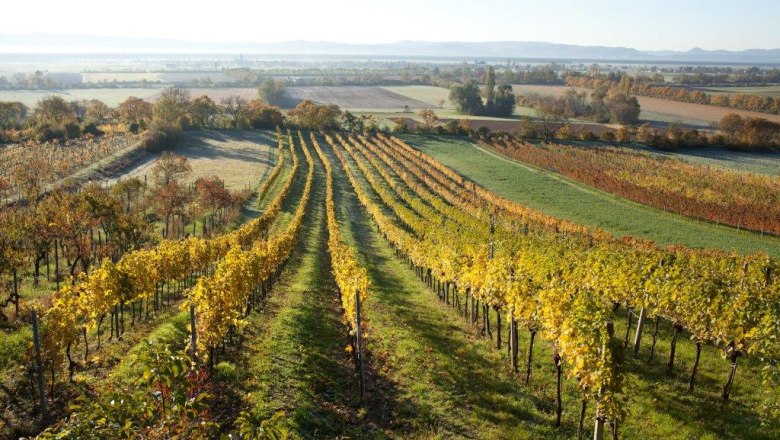 Vineyards in Bad Fischau Brunn in autumn with colorful foliage.