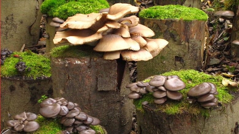Mushrooms grow on moss-covered tree stumps in the forest.