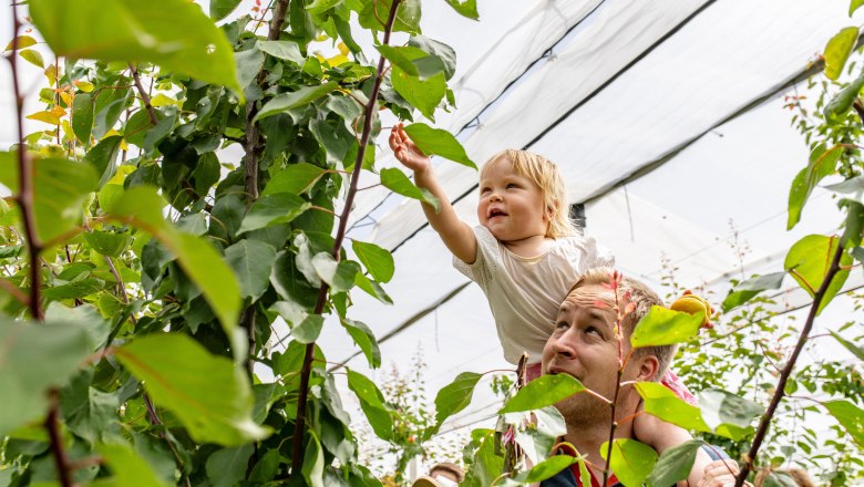 A child on the shoulders of an adult reaches for leaves in the orchard.