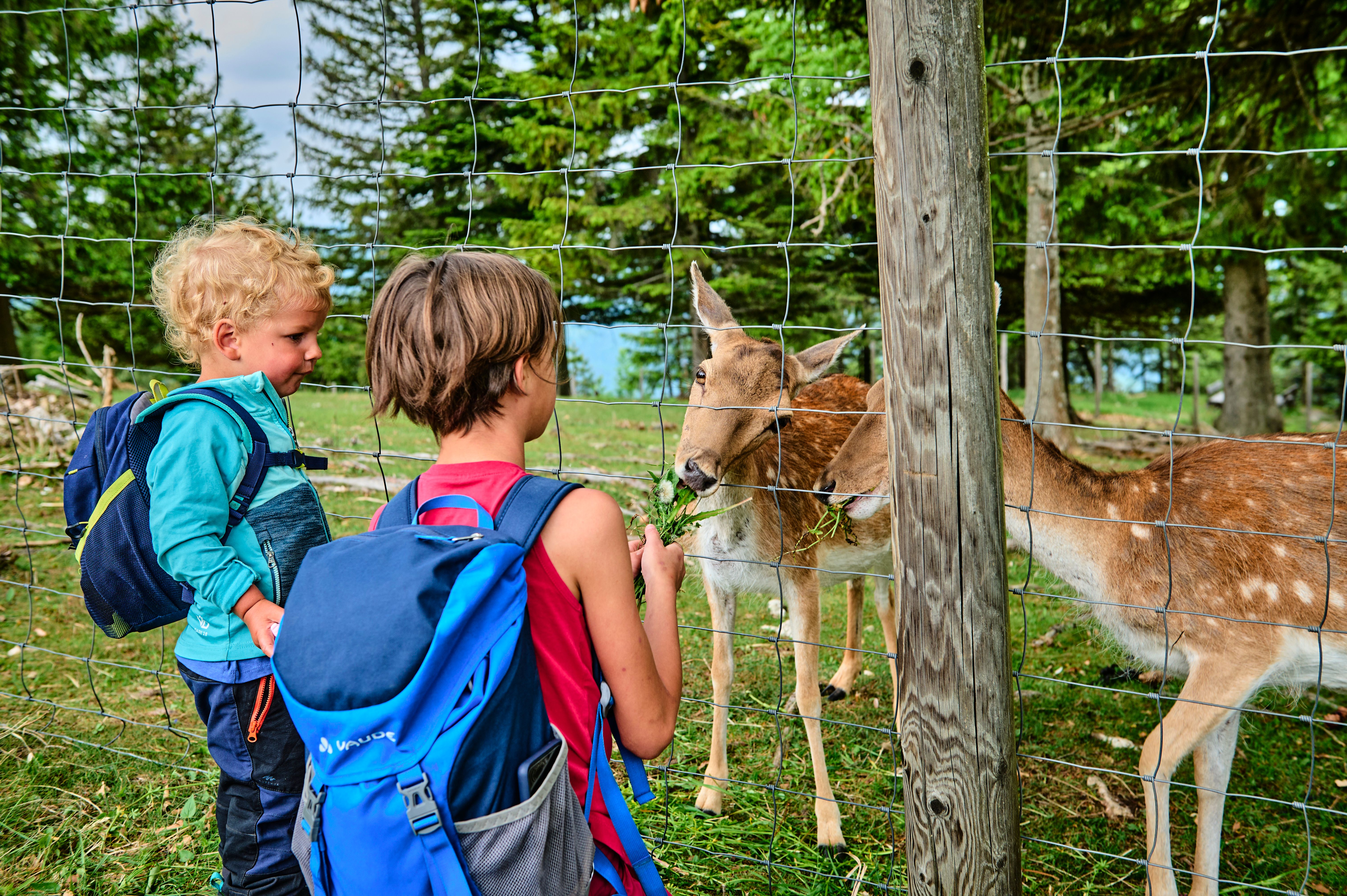 Two children feeding deer through a fence in a wooded area.