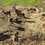 A group of young deer stands and lies in a field of hay and grass.