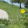 A single sunflower in a garden in front of a grassy hill with a gravel path.