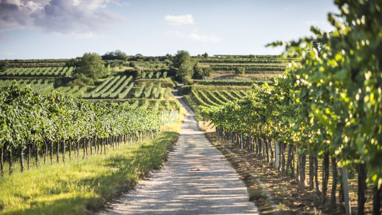 Vineyards around Mautern, © Daniela Matejschek