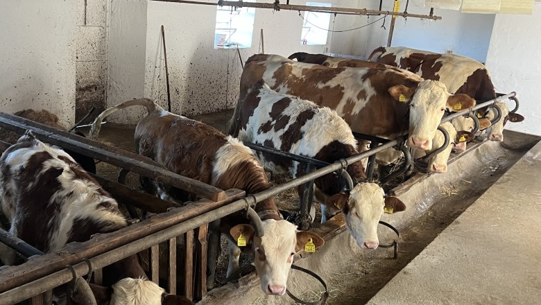 Cows in a barn, standing in feeding stalls.