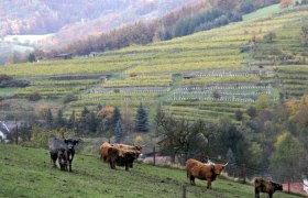 Highland cattle on the pasture, &copy; Gerold Munk