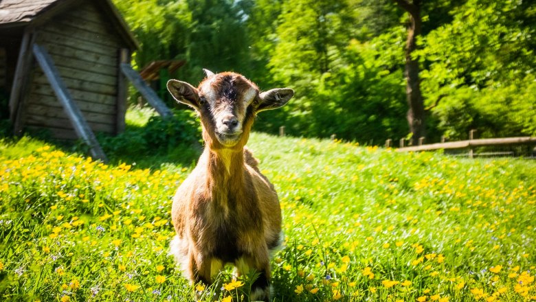 Goat, © Die Hochriess-Distelberger GmbH & Co.KG